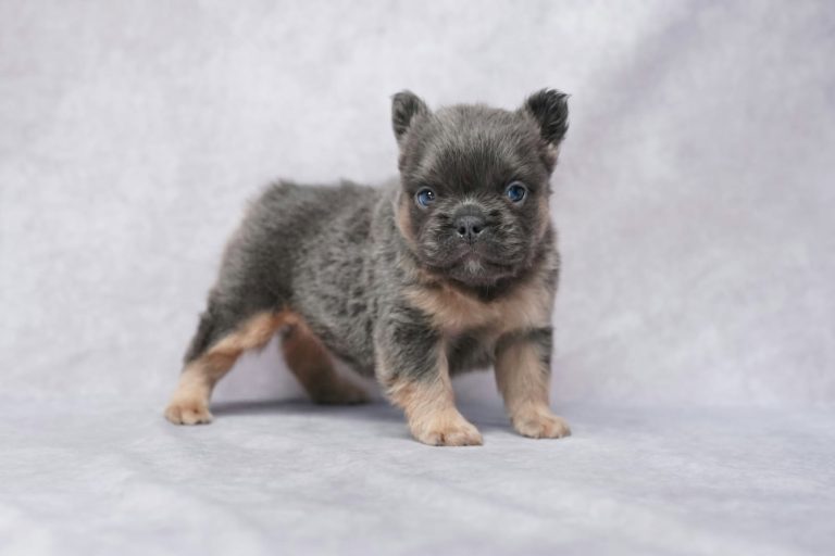 3798Flower the fluffy frenchie-the puppy lodge