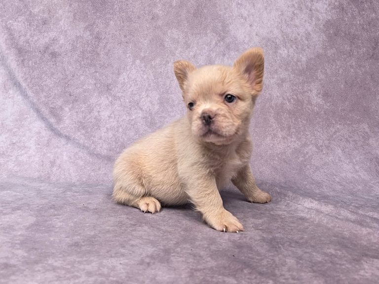3799a Francis fluffy frenchie-the puppy lodge