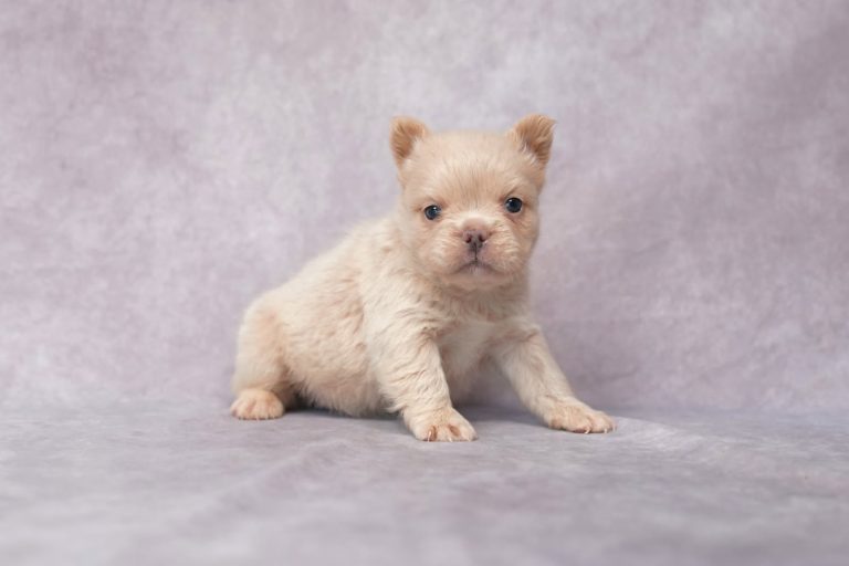 3799Francis the fluffy frenchie-the puppy lodge