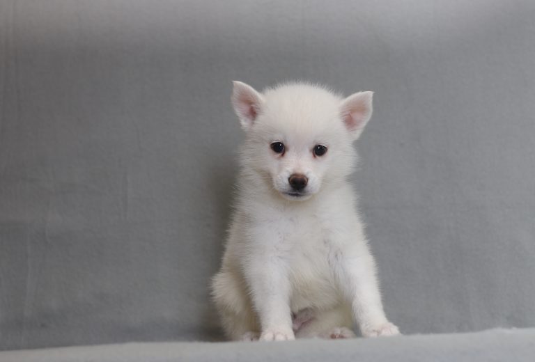 4052aaaSolomon the pomsky-the puppy lodge