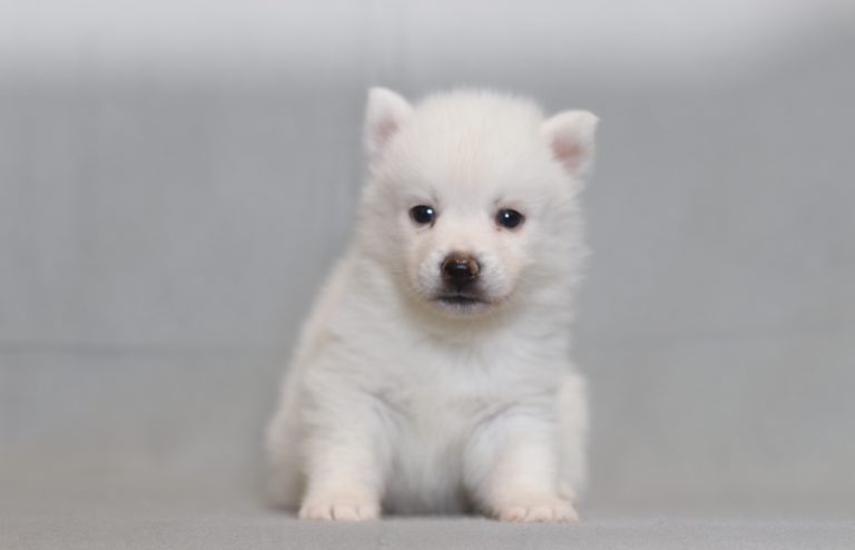 4052aa-Solomon the pomsky-the puppy lodge