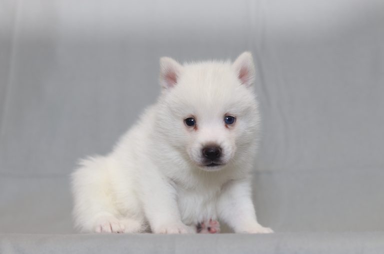 4053aaSamson the pomsky-the puppy lodge