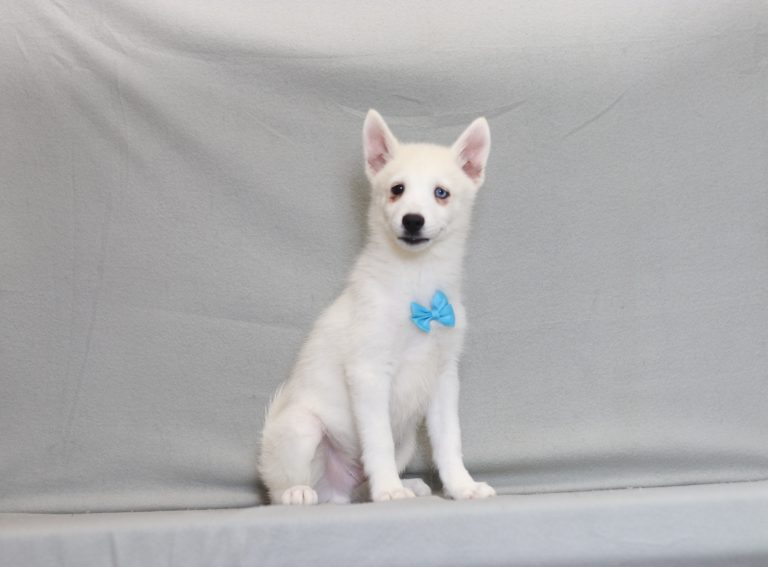 4053aa samson the pomsky-the puppy lodge