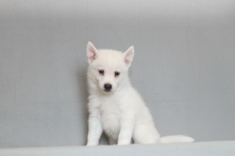 4053aaSamson the pomsky-the puppy lodge