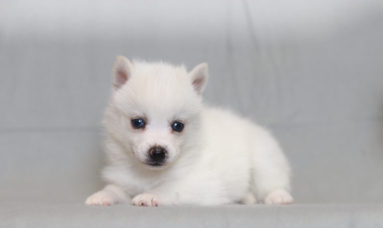 4054aaStar the pomsky-the puppy lodge