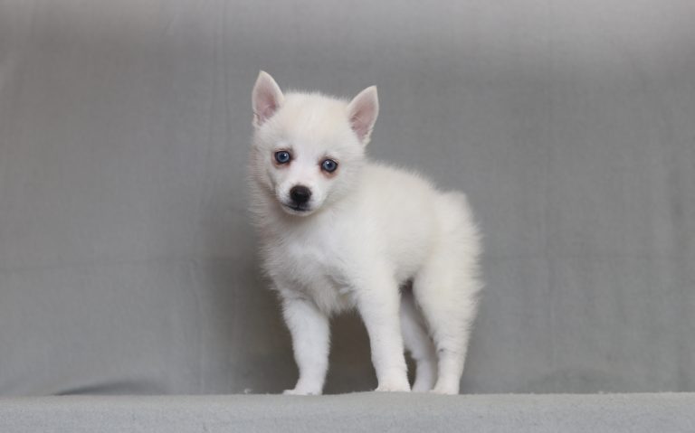 4054aaaStar the pomsky-the puppy lodge