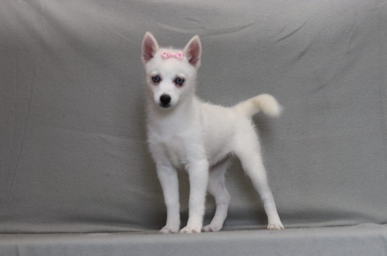 4054aaa star the pomsky-the puppy lodge