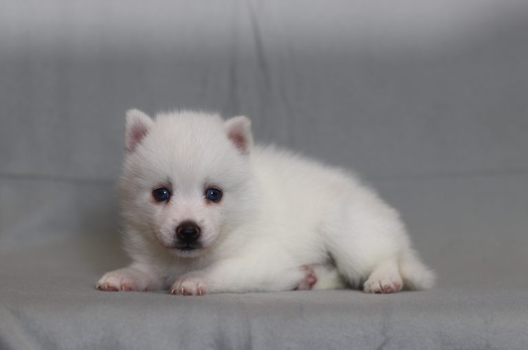 4055aSapphire the pomsky-the puppy lodge