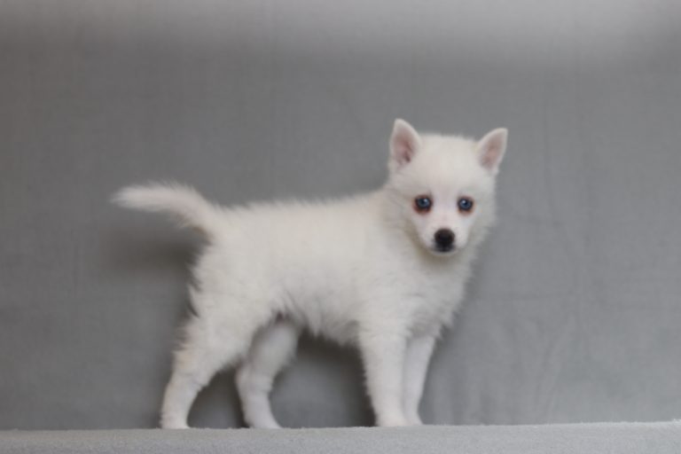 4055aaaSapphire the pomsky-the puppy lodge