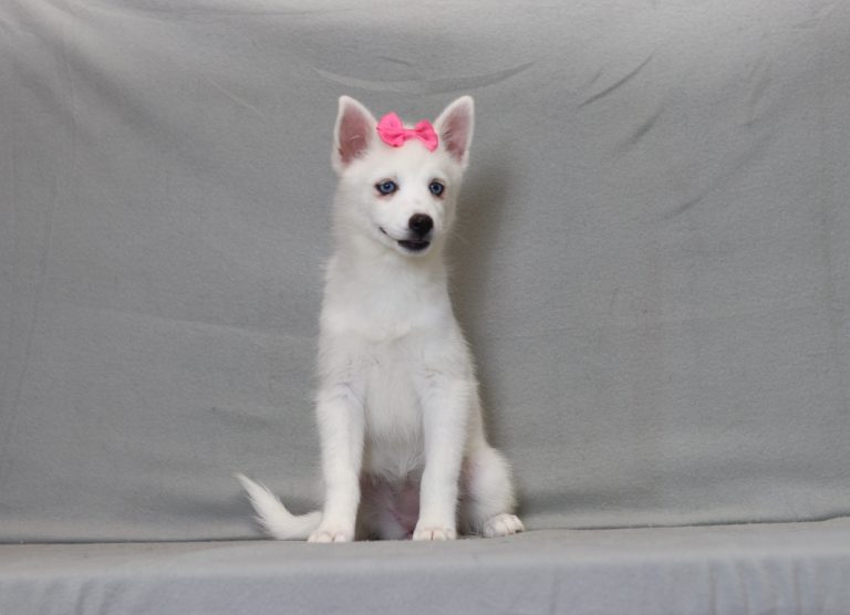 4055aaa sapphire the pomsky-the puppy lodge