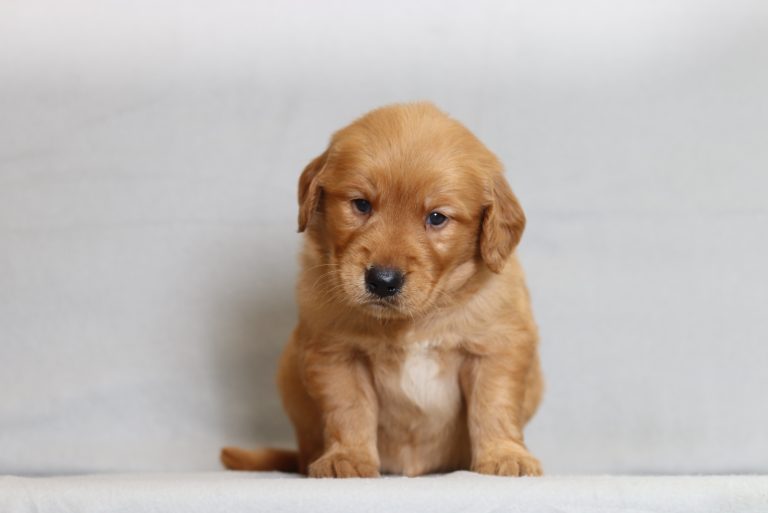 4080aaa Red the golden retreiver-the puppy lodge