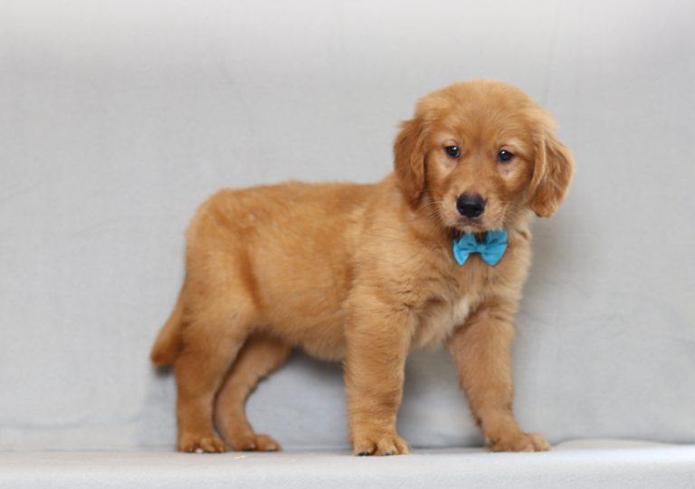 4080aaa red the golden retreiver-the puppy lodge