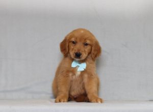 Golden retriever puppy sitting upright, wearing a light blue bow tie against a gray backdrop.