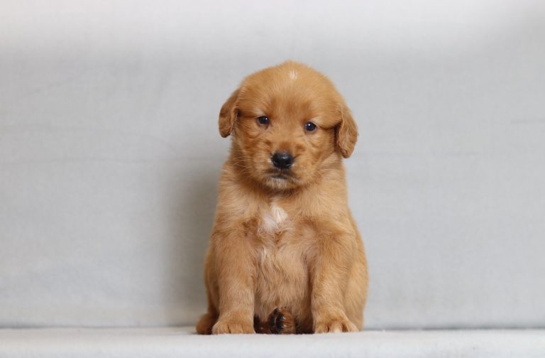 4081a Rambo the golden retreiver-the puppy lodge