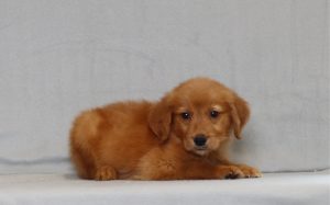 4082aa rascal the golden retreiver-the puppy lodge