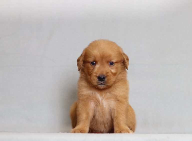 4082aaa Rascal the golden retreiver-the puppy lodge