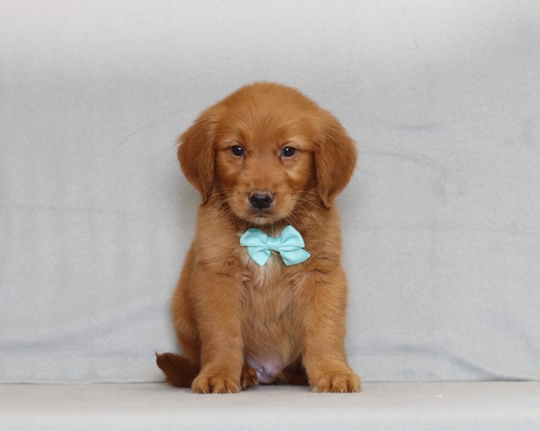 4083aaa rudy the golden retreiver-the puppy lodge
