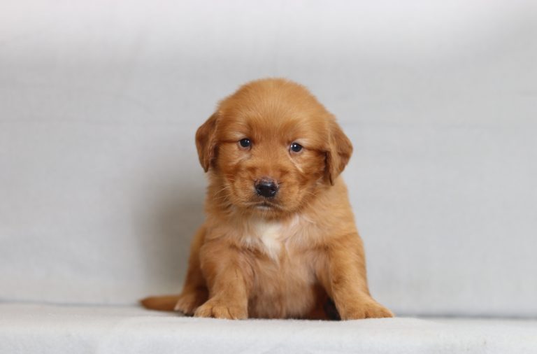 4083aaa Rudy the golden retreiver-the puppy lodge