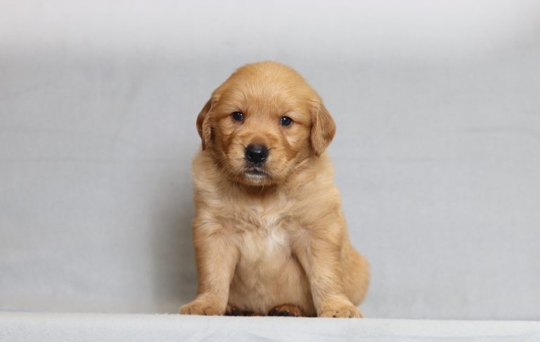 4084a Rueben the golden retreiver-the puppy lodge