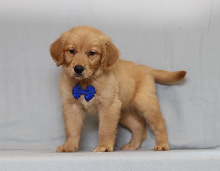 4085aaa- roscoe the golden retreiver-the puppy lodge