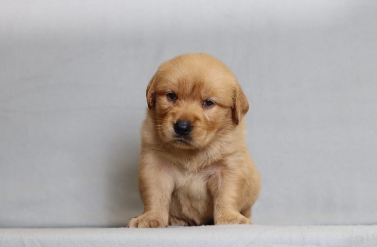 4085aaa Roscoe the Golden retreiver-the puppy lodge