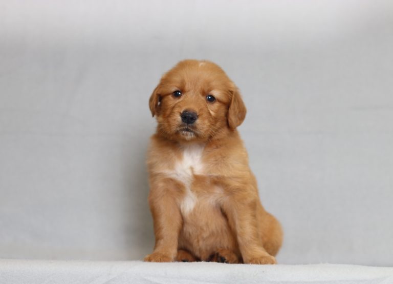 4086aa Reba the golden retreiver-the puppy lodge