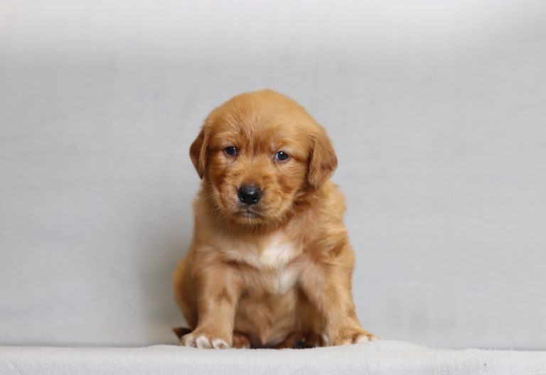 4087aa Rita the golden retreiver-the puppy lodge