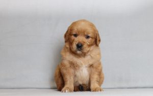 4088aa Rianna the golden retreiver-the puppy lodge