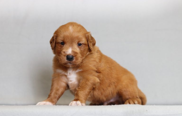4089aaLewis the golden retriever-the puppy lodge