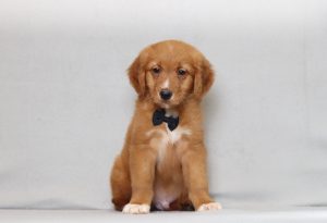 4089aaa lewis the golden retreiver-the puppy lodge