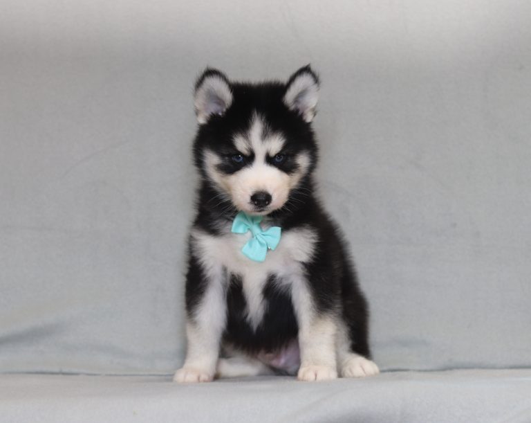 4119aaa grant the pomsky -the puppy lodge