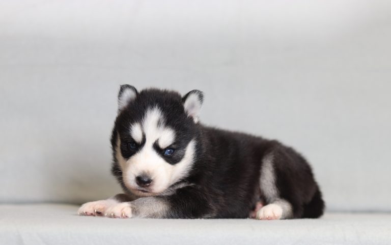 4119aaa Grant the pomsky-the puppy lodge