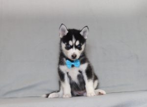 4122aaa gur the pomsky-the puppy lodge