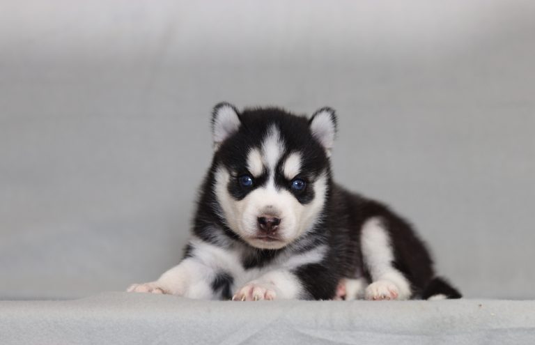 4122aaa gur the pomsky-the puppy lodge
