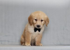 4126aa- ted the golden retreiver-the puppy lodge