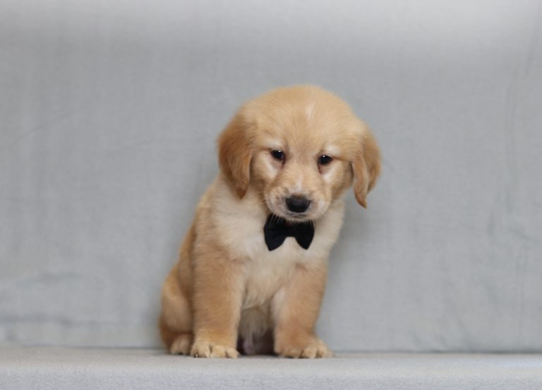 4126aa- ted the golden retreiver-the puppy lodge