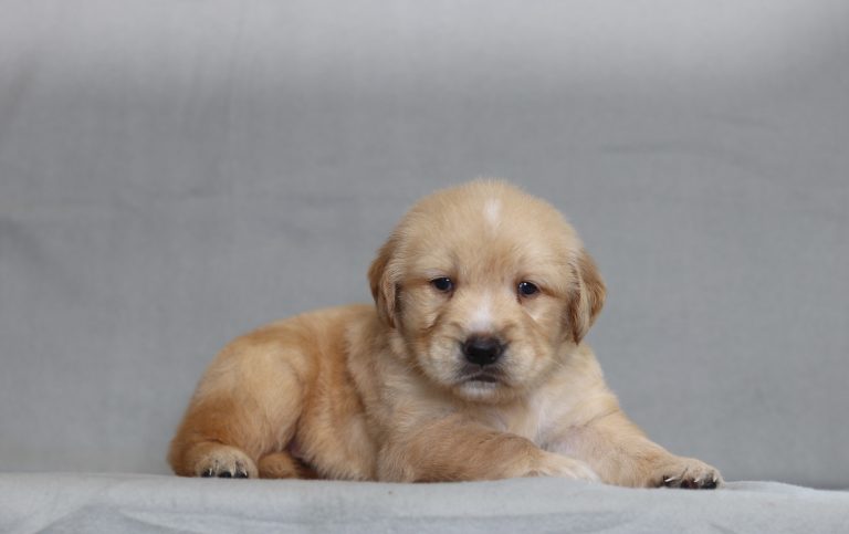 4126aaa Ted the golden retriever-the puppy lodge