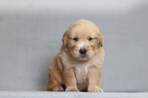 4127aa Timothy the golden retreiver-the puppy lodge