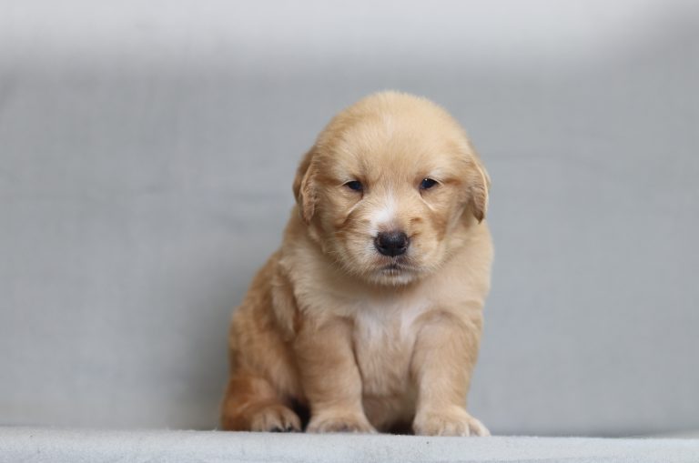 4127aa Timothy the golden retreiver-the puppy lodge