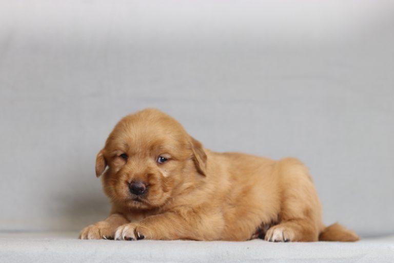 4129aa Tina the golden retreiver-the puppy lodge
