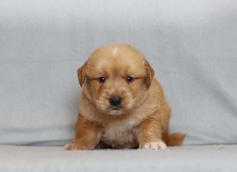 4168aaPeter golden retriever-the puppy lodge