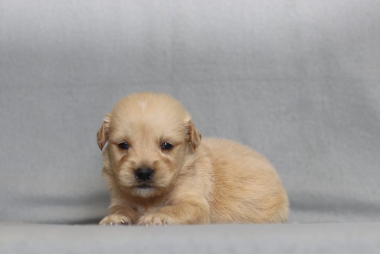 4170a-golden retriver-the puppy lodge