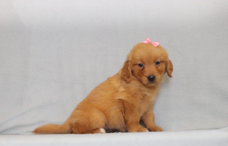 4173aa penda the golden retreiver-the puppy lodge