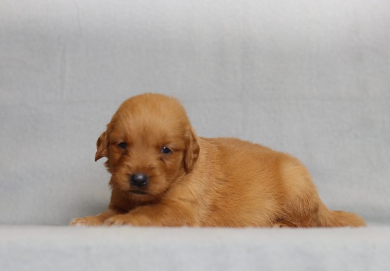 4173aPenda the golden retriever-the puppy lodge