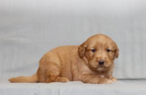 4178aaHallie the golden retriever-the puppy lodge