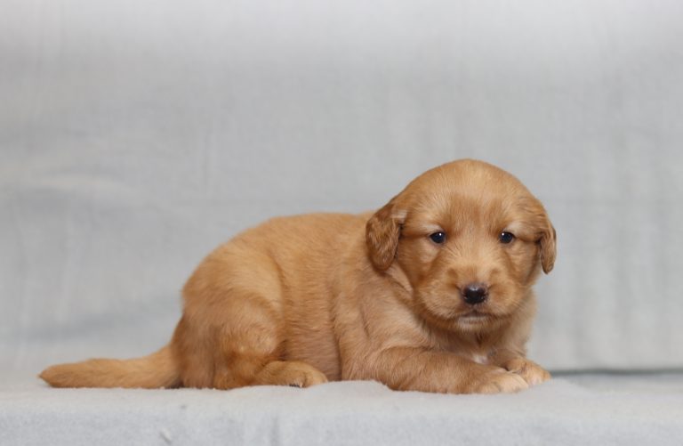 4178aaHallie the golden retriever-the puppy lodge
