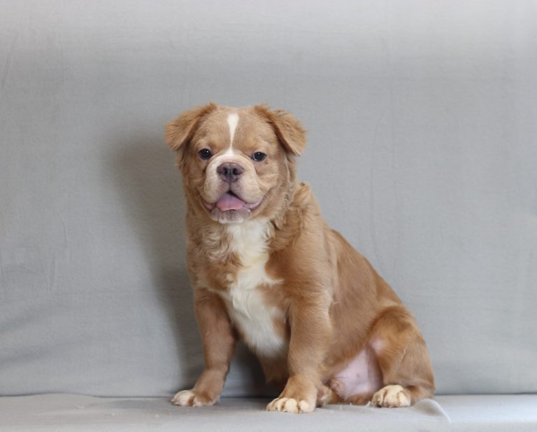 5082aaa Abdul the fluffy frenchie-the puppy lodge