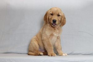 6120aaSasson the golden retriever-the puppy lodge
