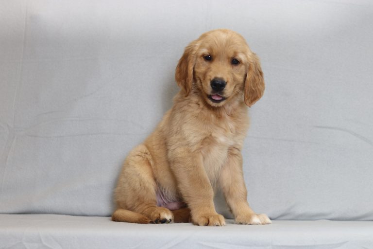 6120aaSasson the golden retriever-the puppy lodge