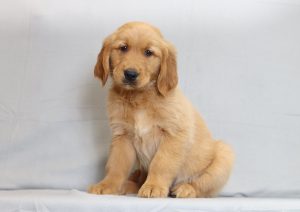 6121aa-Sammy the golden retriever-the puppy lodge